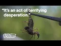 Download Lagu The Deadly Truth Behind Smoking Scorpion Venom