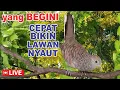 Download Lagu suara burung Perkutut Lokal Gacor alam liar - PANDAI mancing bunyi