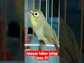 Download Lagu Pleci Lombok ( Kecial Lombok ) Hancur Lebur Tetep JOS‼️#short | PEPADU KECIAL