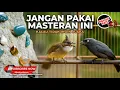 Download Lagu Tembakan Khusus Burung IQ Tinggi Srigunting Abu Abu Gacor Kunti Cililin Pelatuk vs Cucak Jenggot TOP Download Lagu Tembakan Khusus Burung IQ Tinggi Srigunting Abu Abu Gacor Kunti Cililin Pelatuk vs Cucak Jenggot TOP