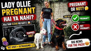 LADY OLLIE PREGNANT HAI YA NAHI? 😱 Aaj Hua Final Reveal! | Dog Pregnancy Update 🐶❤️