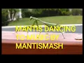 A Preying Mantis dancing to Masala Beatz by MantisMash