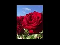 Download Lagu ME GUSTAS TU (Super slowed reverb)
