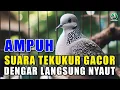 Lagu Suara Burung Tekukur Gacor Terbaru Paling Ampuh Untuk Pancingan Dan Pikat