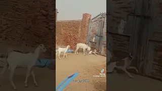                     دندنها