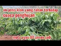 Download Lagu review of superior coffee clones that are resistant to rainy weather at 1000 meters above sea level