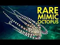 Download Lagu Diving the Lembeh Strait (Weird sea critters) 4K Documentary | Ep 319