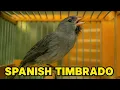 Download Lagu Real-Time Canary Transformation: Watch Your Canary Sing!