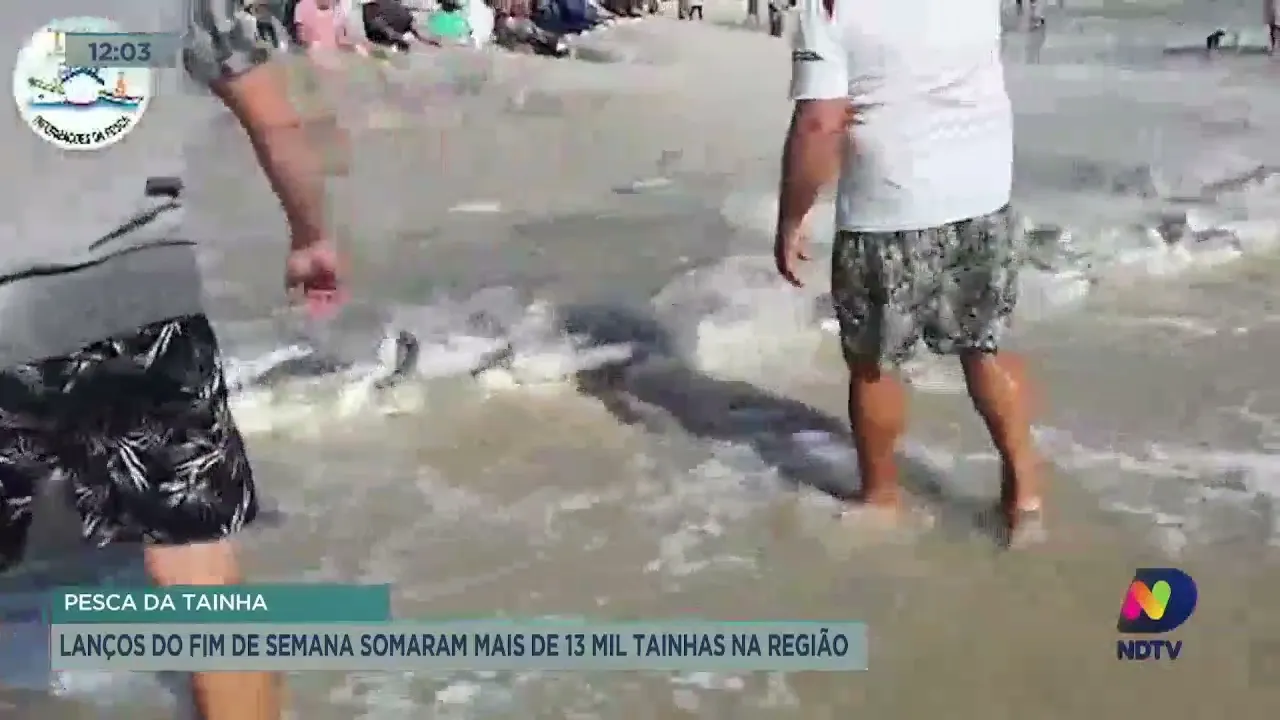 Lanços do fim de semana somam mais de 13 mil tainhas no litoral de SC