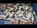 Download Lagu ದೋಣಿಯ ಬಲೆಗೆ ಸಿಕ್ತು ರಾಶಿ ರಾಶಿ ಬಂಗಡೆಮೀನು 🐋 #fishing #fish #fishingvideo #beach #bhatkal #uttarkannada