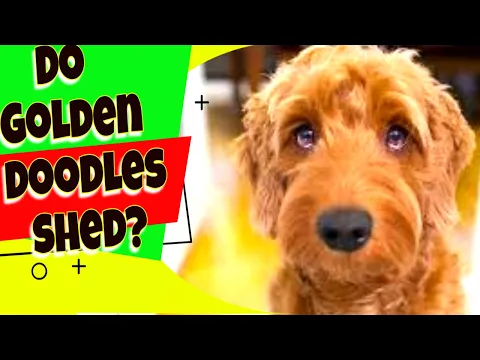 Download MP3 Do Goldendoodles shed? Goldendoodle medium