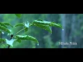 Download Lagu Mihaita Piticu - Ploua [official song] اغنية رومانية مترجمة