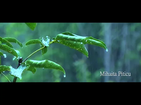 Download MP3 Mihaita Piticu - Ploua [official song] اغنية رومانية مترجمة