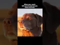 Download Lagu #fyp #funny #viral #shorts #dog #meme #viralshorts #trending #foryoupage #shooting #sports #sunset