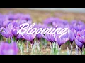 Lagu Tokyo Music Walker - Blooming