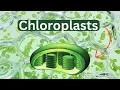 Chloroplasts-Definition-Function-Structure