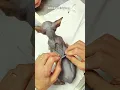 Download Lagu Tüysüz sfenks yavru kedi 😆