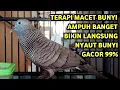 Perkutut Lokal Gacor Suara Super Kristal - Pancingan Malas Bunyi  (99%AMPUH BANGET)