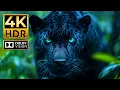 Download Lagu The World's Most Amazing HDR ANIMAL Video in 4K 60 FPS Dolby Vision
