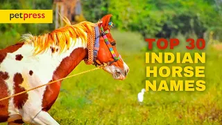 The Top 30 Most Beautiful Indian Horse Names PetPress