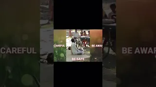 Monkey Peels Hair Off Man WAIT FOR IT