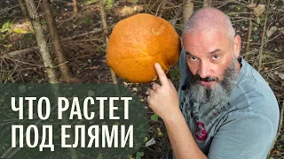 Собираю грибы в ельнике. Подосиновик, рыжик, ежовик. Михаил Вишневский