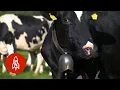 Download Lagu The Last of Switzerland’s Cowbell Makers