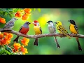 Download Lagu Birdsong \u0026 Piano🕊️🕊️🕊️: Embrace Tranquility with Every Note