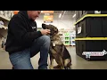 Training German Shepherd Phoenix I Before After I GSD Trainers Arizona I All-American K-9