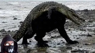 Esto Se Coló En El Hogar De Millones De Cocodrilos En Florida Y Empezó A Matarlos