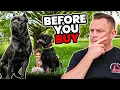 Is the CANE CORSO Right for You