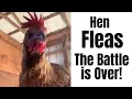 How to Get Rid of Chicken Fleas and Mites Naturally