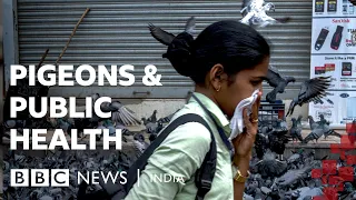 health v heritage pigeon feeding ban sparks debate in india bbc news india