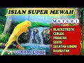 Download Lagu MASTERAN KENARI FULL ISIAN . SUARA JERNIH