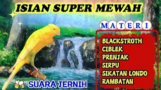 masteran kenari full isian suara jernih