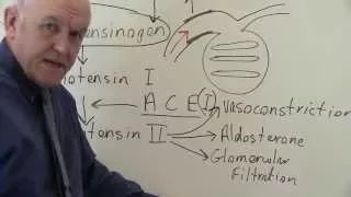 Renin angiotensin system regulates blood pressure