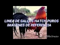 Gallos Hatch imagenes de referncia