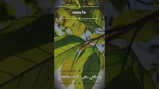 قصيدة عاهدتني ألا تميل عن الهوى ووعدتني ياغصن ألا تنثني 