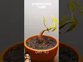120 Days under 55 secs TimeLapse - Growing Durian Tree From Seed. #shorts #viralshorts #viralvideo