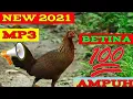 Lagu Suara pikat ayam betina / pikat ayam jantan hutan New Thun 2021