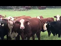 The Cattle Range Listing 810C259-201