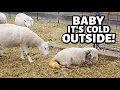 SPRING lambing with WINTER problems Vlog 679