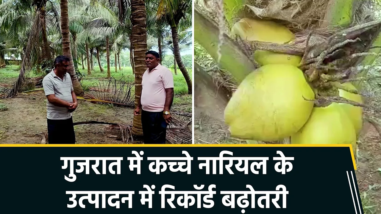Gujarat में कच्चे नारियल के उत्पादन में रिकॉर्ड बढ़ोतरी, 26 करोड़ Unit से अधिक हुआ वार्षिक उत्पादन