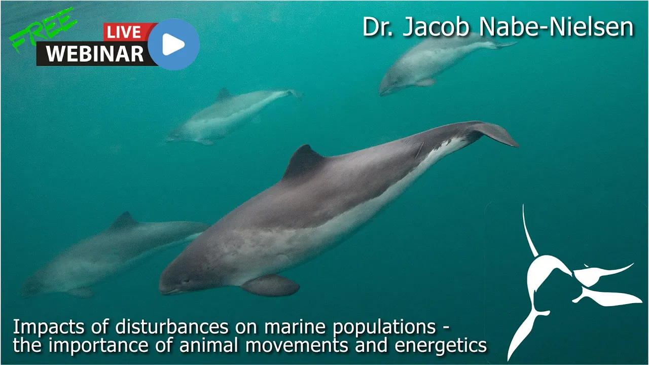 Jacob Nabe-Nielsen - Impacts of disturbances on marine populations – animal movements and energetics