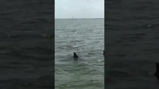 Dolphin Stampede…, well, not really