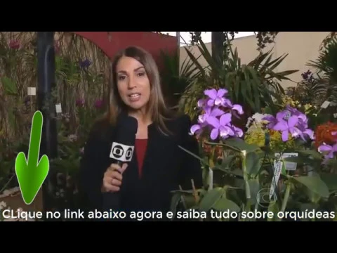 COMO CULTIVAR ORQUÍDEAS CATTLEYA LODDIGESII?