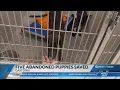 Officials search for owner of five abandoned puppies in Gastonia