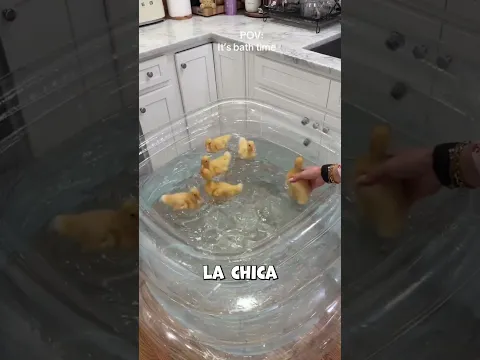 ¡Golpeó accidentalmente a su pato y pasó esto! #shorts