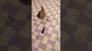 الدجاجة مع الصيصان Chicken دجاج Bird 