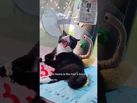 The cat on the truck #animals #cat